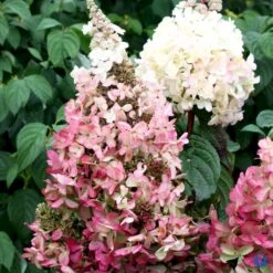 Syrén-Hortensia 'Pinky-Winky' ® Hydrangea Paniculata 'Pinky-winky' ® Potte 4,0 Liter,- 40-50 Cm. -Osmo Salgsbutik p3270 47364 hydrangea paniculata pinky winky 8ea2