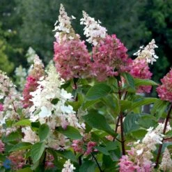 Syrén-Hortensia 'Pinky-Winky' ® Hydrangea Paniculata 'Pinky-winky' ® Potte 4,0 Liter,- 40-50 Cm. -Osmo Salgsbutik p3270 47365 hydrangea paniculata pinky winky 505d