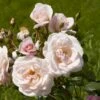 'Rosendal'™ Rosa X 'Rosendal'™ (Buketrose) A-Kvalitet,- Barrods Roser Min. 3 Grene