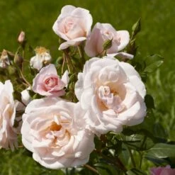 'Rosendal'™ Rosa X 'Rosendal'™ (Buketrose) A-Kvalitet,- Barrods Roser Min. 3 Grene