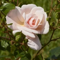 'Rosendal'™ Rosa X 'Rosendal'™ (Buketrose) A-Kvalitet,- Barrods Roser Min. 3 Grene -Osmo Salgsbutik p327 51688 rosa x rosendal buketrose d98e