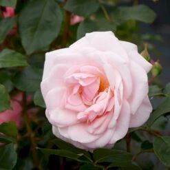 'Rosendal'™ Rosa X 'Rosendal'™ (Buketrose) A-Kvalitet,- Barrods Roser Min. 3 Grene -Osmo Salgsbutik p327 51689 rosa x rosendal buketrose d18d