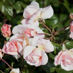 'Rosendal'™ Rosa X 'Rosendal'™ (Buketrose) A-Kvalitet,- Barrods Roser Min. 3 Grene -Osmo Salgsbutik p327 51691 rosa x rosendal buketrose cf4a