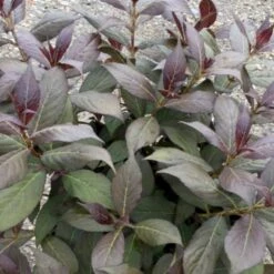 Klokkebusk 'Minor Black' Weigela 'Minor Black(R) 5 Liter Potte -Osmo Salgsbutik p32915 48988 weigela minor black r e86d