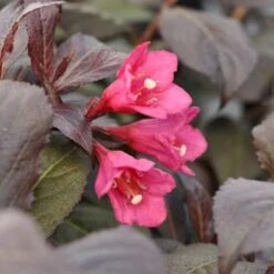 Klokkebusk 'Minor Black' Weigela 'Minor Black(R) 5 Liter Potte -Osmo Salgsbutik p32915 48989 weigela minor black r 47af