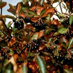 Storfrugtet Surbær 'Hugin' Aronia Melanocarpa 'Hugin' Potte 3,0 Liter,- Opbundet -Osmo Salgsbutik p32935 48511 aronia melanocarpa hugin a80b