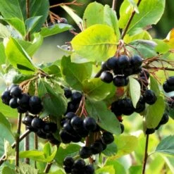 Storfrugtet Surbær 'Hugin' Aronia Melanocarpa 'Hugin' Potte 3,0 Liter,- Opbundet -Osmo Salgsbutik p32935 50533 aronia melanocarpa hugin 0290