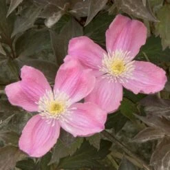 Bjerg-Skovranke 'Tetrarose' Clematis Montana 'Tetrarose' Potte 2,0 Liter,- Opbundet