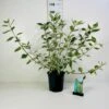 Hvidbroget Kornel 'Sibirica Variegata' Cornus Alba 'Sibirica Variegata' Potte 6,5 Liter 50-60 Cm.