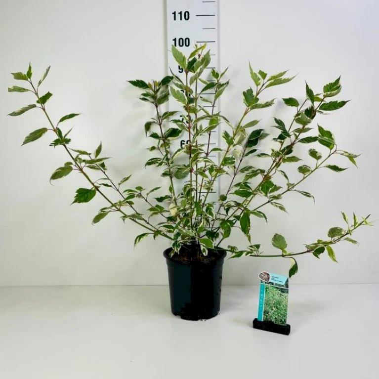 Hvidbroget Kornel 'Sibirica Variegata' Cornus Alba 'Sibirica Variegata' Potte 6,5 Liter 50-60 Cm. 1 Hvidbroget Kornel 'Sibirica Variegata' Cornus Alba 'Sibirica Variegata' Potte 6,5 Liter 50-60 Cm.