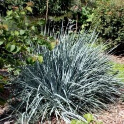 Blå Marehalm 'Blue Dune' Leymus Arenarius 'Blue Dune' 1 Liter Potte -Osmo Salgsbutik p33017 50909 leymus arenarius blue dune 681c