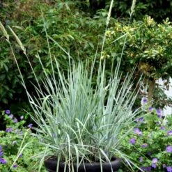 Blå Marehalm 'Blue Dune' Leymus Arenarius 'Blue Dune' 1 Liter Potte -Osmo Salgsbutik p33017 50910 leymus arenarius blue dune 0bea