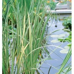Kalmus 'Argenteostriatus' Acorus Gramineus 'Argenteostriatus' 1 Liter Potte -Osmo Salgsbutik p33018 38063 acorus gramineus argenteostriatus 2dd5