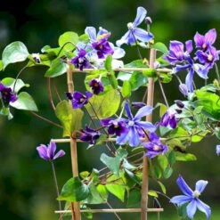 Staudeklematis 'Arabella' Clematis Integrifolia 'Arabella' Potte 2,0 Liter,- Opbundet