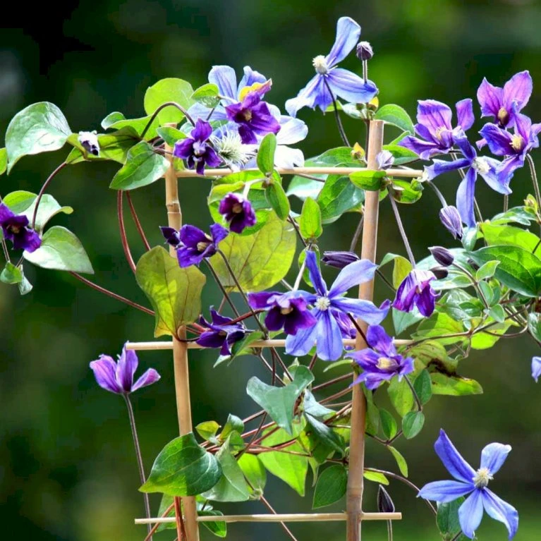 Staudeklematis 'Arabella' Clematis Integrifolia 'Arabella' Potte 2,0 Liter,- Opbundet 1 Staudeklematis 'Arabella' Clematis Integrifolia 'Arabella' Potte 2,0 Liter,- Opbundet