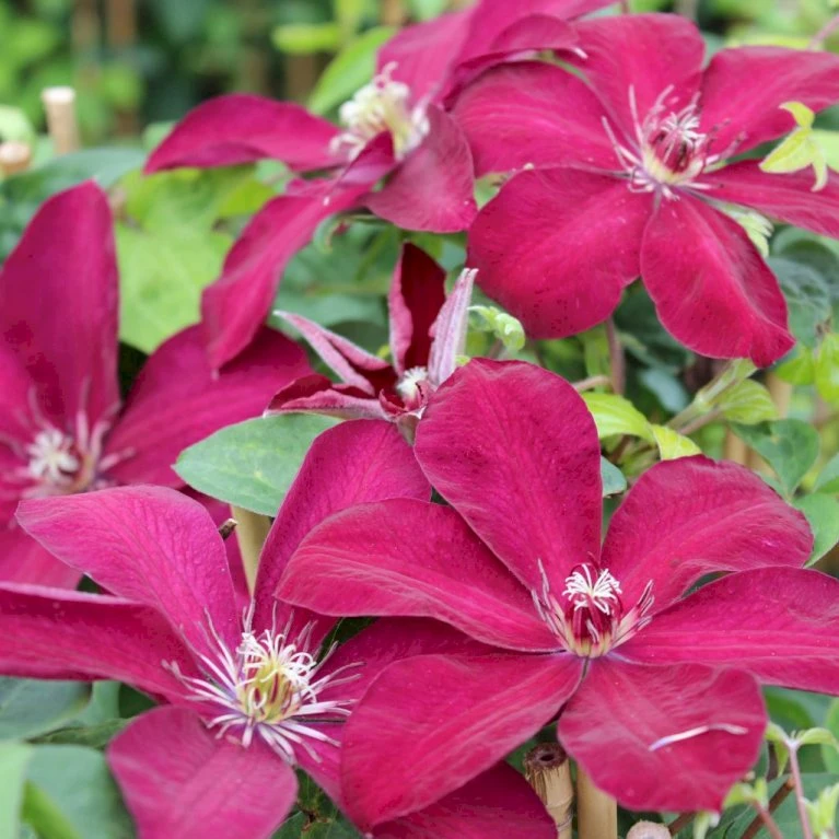Klematis 'Westerplatte' Clematis Hybrid 'Westerplatte' Potte 2,0 Liter,- Opbundet 1 Klematis 'Westerplatte' Clematis Hybrid 'Westerplatte' Potte 2,0 Liter,- Opbundet