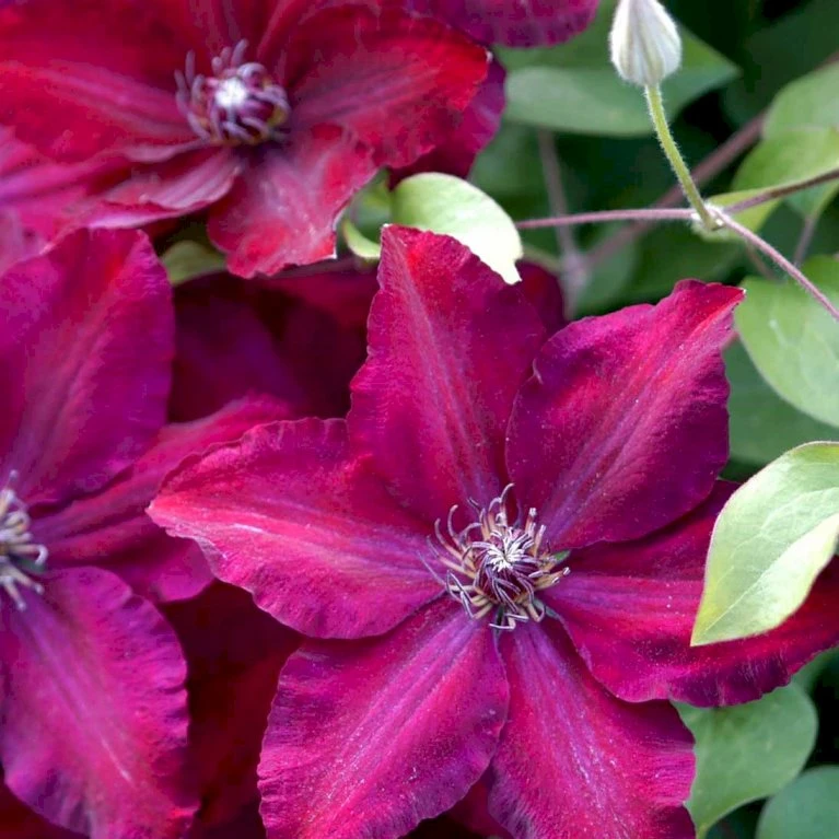 Klematis 'Westerplatte' Clematis Hybrid 'Westerplatte' Potte 2,0 Liter,- Opbundet 2 Klematis 'Westerplatte' Clematis Hybrid 'Westerplatte' Potte 2,0 Liter,- Opbundet - Billede 2