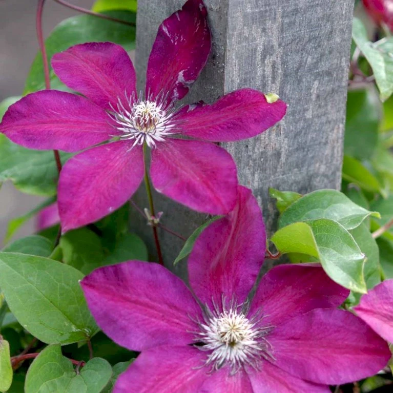 Klematis 'Westerplatte' Clematis Hybrid 'Westerplatte' Potte 2,0 Liter,- Opbundet 3 Klematis 'Westerplatte' Clematis Hybrid 'Westerplatte' Potte 2,0 Liter,- Opbundet - Billede 3