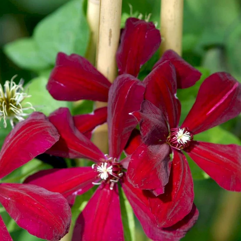 Klematis 'Westerplatte' Clematis Hybrid 'Westerplatte' Potte 2,0 Liter,- Opbundet 4 Klematis 'Westerplatte' Clematis Hybrid 'Westerplatte' Potte 2,0 Liter,- Opbundet - Billede 4