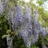 Kinesisk Blåregn Wisteria Sinensis Potte 2,0 Liter,- Opbundet