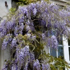Kinesisk Blåregn Wisteria Sinensis Potte 2,0 Liter,- Opbundet -Osmo Salgsbutik p33178 48972 wisteria sinensis efa7