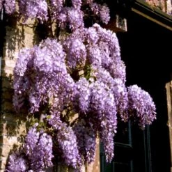 Kinesisk Blåregn Wisteria Sinensis Potte 2,0 Liter,- Opbundet -Osmo Salgsbutik p33178 48973 wisteria sinensis d1b1