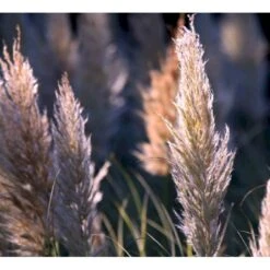 Pampasgræs 'Rosea' Cortaderia Selloana 'Rosea' Potte 2 Liter. 6 Pampasgræs 'Rosea' Cortaderia Selloana 'Rosea' Potte 2 Liter. -Osmo Salgsbutik p33233 42754 cortaderia selloana rosea ecd1
