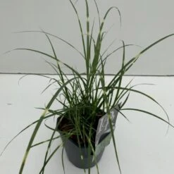 Dværg Zebragræs 'Little Zebra' Miscanthus Sinensis 'Little Zebra' Potte 2 Liter.