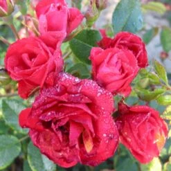 'Scarlet Meidiland' Rosa X 'Scarlet Meidiland' (Bunddækkerose) A-Kvalitet,- Barrods Roser Min. 3 Grene