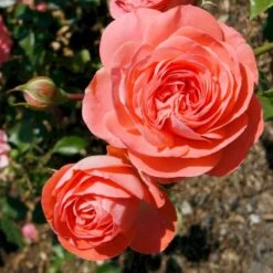 'Schackenborg'™ Rosa X 'Schackenborg'™ (Slotsrose) A-Kvalitet,- Barrods Roser Min. 3 Grene -Osmo Salgsbutik p333 51851 rosa x schackenborg slotsrose 78c3