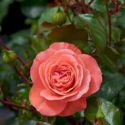 'Schackenborg'™ Rosa X 'Schackenborg'™ (Slotsrose) A-Kvalitet,- Barrods Roser Min. 3 Grene -Osmo Salgsbutik p333 51852 rosa x schackenborg slotsrose 57c4