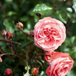 'Schackenborg'™ Rosa X 'Schackenborg'™ (Slotsrose) A-Kvalitet,- Barrods Roser Min. 3 Grene -Osmo Salgsbutik p333 51854 rosa x schackenborg slotsrose 4f6b