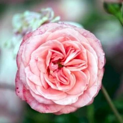 'Schackenborg'™ Rosa X 'Schackenborg'™ (Slotsrose) A-Kvalitet,- Barrods Roser Min. 3 Grene -Osmo Salgsbutik p333 51855 rosa x schackenborg slotsrose 3735