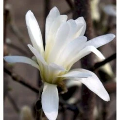 Magnolia 'Wildcat' Magnolia X Loebneri 'Wildcat' 100-125 Cm, Potte 12 Liter