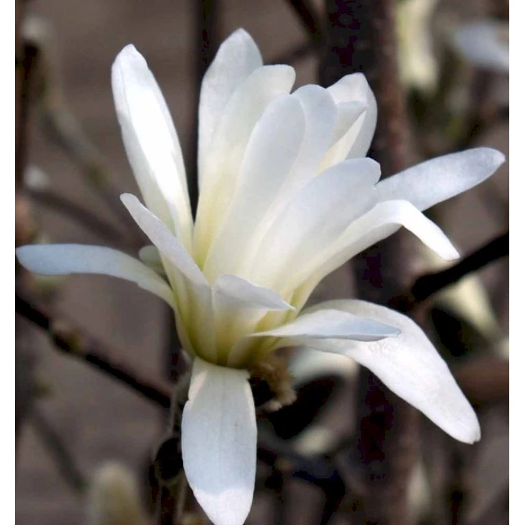 Magnolia 'Wildcat' Magnolia X Loebneri 'Wildcat' 100-125 Cm, Potte 12 Liter 1 Magnolia 'Wildcat' Magnolia X Loebneri 'Wildcat' 100-125 Cm, Potte 12 Liter