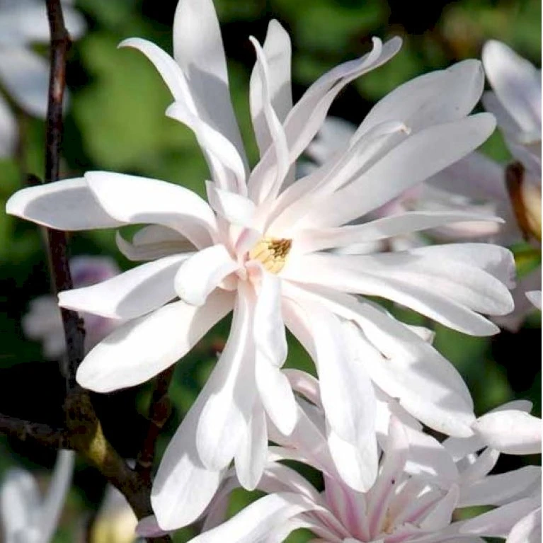 Magnolia 'Wildcat' Magnolia X Loebneri 'Wildcat' 100-125 Cm, Potte 12 Liter 2 Magnolia 'Wildcat' Magnolia X Loebneri 'Wildcat' 100-125 Cm, Potte 12 Liter - Billede 2