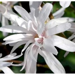 Magnolia 'Wildcat' Magnolia X Loebneri 'Wildcat' 100-125 Cm, Potte 12 Liter 5 Magnolia 'Wildcat' Magnolia X Loebneri 'Wildcat' 100-125 Cm, Potte 12 Liter -Osmo Salgsbutik p33480 41154 magnolia x loebneri wildcat edc7