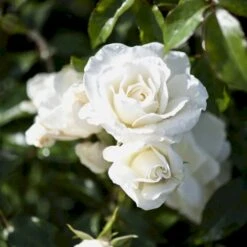 'Schneewittchen'® Rosa X 'Schneewittchen'® (Buketrose) A-Kvalitet,- Barrods Roser Min. 3 Grene