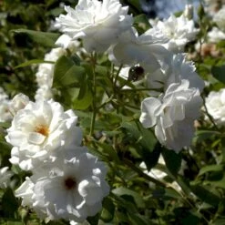 'Schneewittchen'® Rosa X 'Schneewittchen'® (Buketrose) A-Kvalitet,- Barrods Roser Min. 3 Grene -Osmo Salgsbutik p334 51704 rosa x schneewittchen buketrose aaba