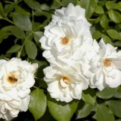 'Schneewittchen'® Rosa X 'Schneewittchen'® (Buketrose) A-Kvalitet,- Barrods Roser Min. 3 Grene -Osmo Salgsbutik p334 51705 rosa x schneewittchen buketrose c258