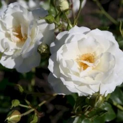 'Schneewittchen'® Rosa X 'Schneewittchen'® (Buketrose) A-Kvalitet,- Barrods Roser Min. 3 Grene -Osmo Salgsbutik p334 53652 rosa x schneewittchen buketrose d99c