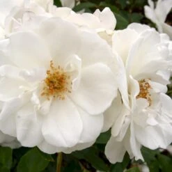'Schneewittchen'® Rosa X 'Schneewittchen'® (Buketrose) A-Kvalitet,- Barrods Roser Min. 3 Grene -Osmo Salgsbutik p334 53653 rosa x schneewittchen buketrose f2c6