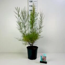 Tamarisk Tamarix Tetandra Potte 6,5 Liter 60-80 Cm.
