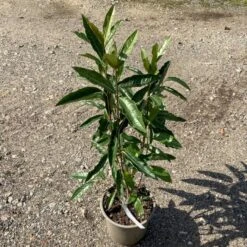 Kongebusk 'Splendid Choiz' Viburnum Nudum 'Splendid Choiz' 5 Liter -Osmo Salgsbutik p33523 53293 viburnum nudum splendid choiz 0880