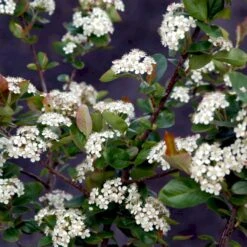 Storfrugtet Surbær 'Viking' Aronia Melanocarpa 'Viking' Potte 3,0 Liter,- Opbundet -Osmo Salgsbutik p33566 48519 aronia melanocarpa viking bc64