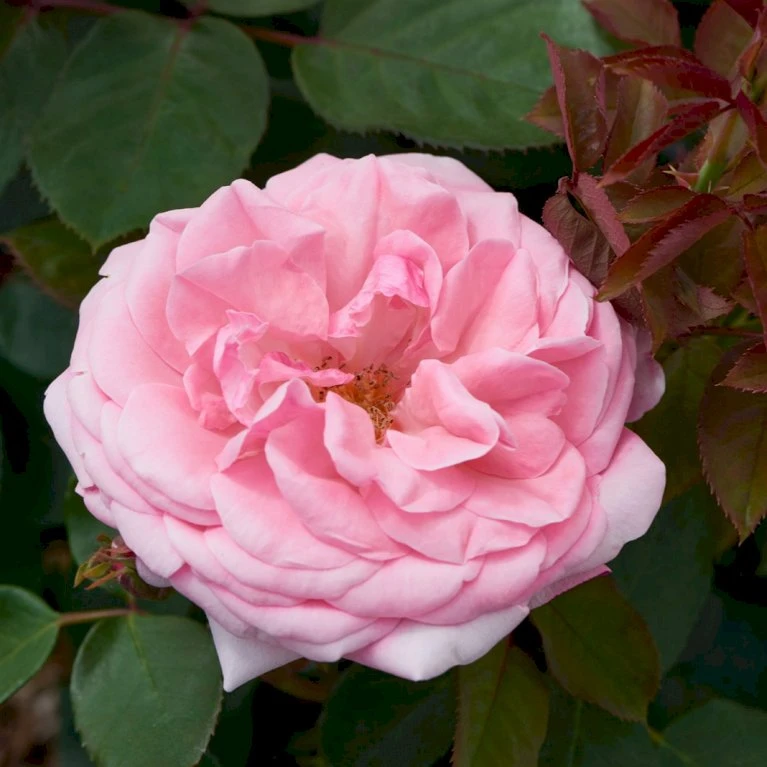 'Sofiero'™ Rosa X 'Sofiero'™ (Slotsrose) A-Kvalitet,- Barrods Roser Min. 3 Grene 1 'Sofiero'™ Rosa X 'Sofiero'™ (Slotsrose) A-Kvalitet,- Barrods Roser Min. 3 Grene