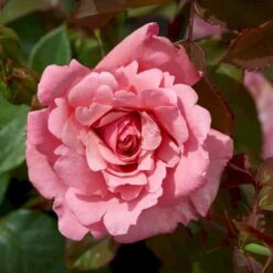'Sofiero'™ Rosa X 'Sofiero'™ (Slotsrose) A-Kvalitet,- Barrods Roser Min. 3 Grene 9 'Sofiero'™ Rosa X 'Sofiero'™ (Slotsrose) A-Kvalitet,- Barrods Roser Min. 3 Grene -Osmo Salgsbutik p337 51859 rosa x sofiero slotsrose c8a5