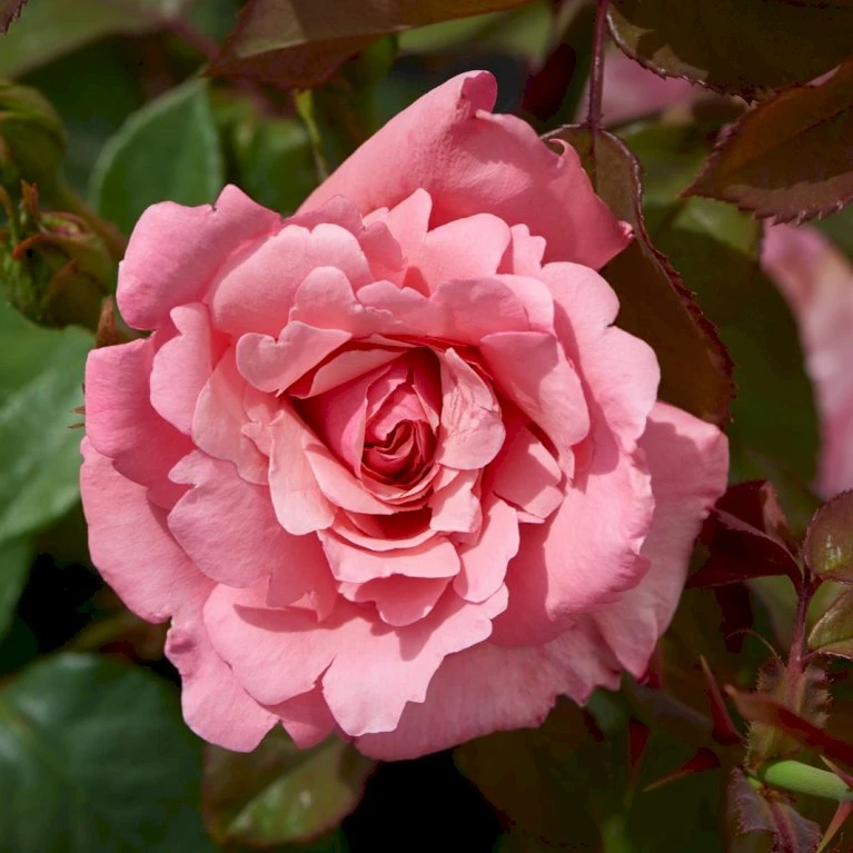 'Sofiero'™ Rosa X 'Sofiero'™ (Slotsrose) A-Kvalitet,- Barrods Roser Min. 3 Grene 3 'Sofiero'™ Rosa X 'Sofiero'™ (Slotsrose) A-Kvalitet,- Barrods Roser Min. 3 Grene - Billede 3