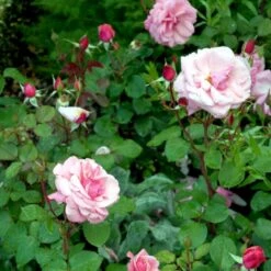 'Sofiero'™ Rosa X 'Sofiero'™ (Slotsrose) A-Kvalitet,- Barrods Roser Min. 3 Grene 11 'Sofiero'™ Rosa X 'Sofiero'™ (Slotsrose) A-Kvalitet,- Barrods Roser Min. 3 Grene -Osmo Salgsbutik p337 51861 rosa x sofiero slotsrose dc7b
