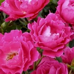 'Sommer 2000' Rosa X 'Sommer 2000' (Buketrose) A-Kvalitet,- Barrods Roser Min. 3 Grene